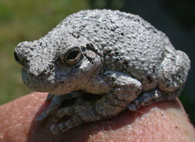 Northern Gray Treefrog